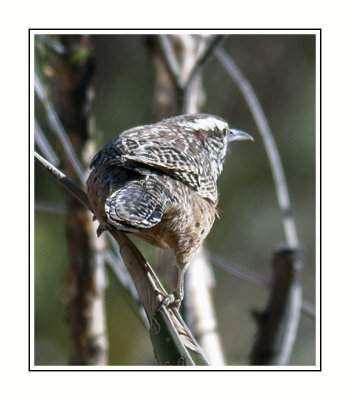 091 14 11 7 Cactus Wren