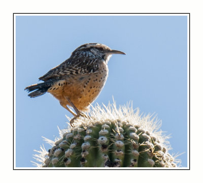 096 14 11 7 Cactus Wren