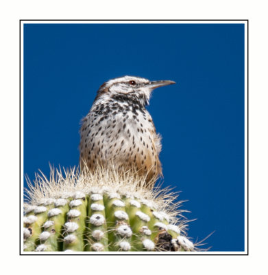 103 14 11 7 Cactus Wren