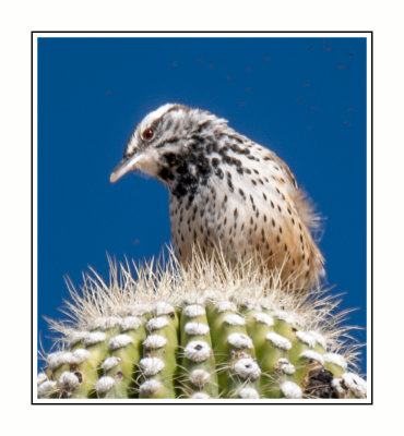 098 14 11 7 Cactus Wren