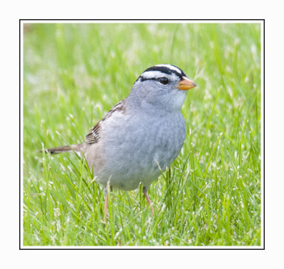 016 15 4 26 White-crowned Sparrow
