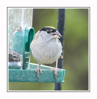 034 15 4 26 Golden-crowned Sparrow