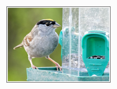 048 15 4 26 Golden-crowned Sparrow