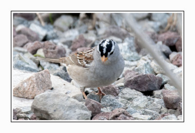 065 15 4 26 White-crowned Sparrow