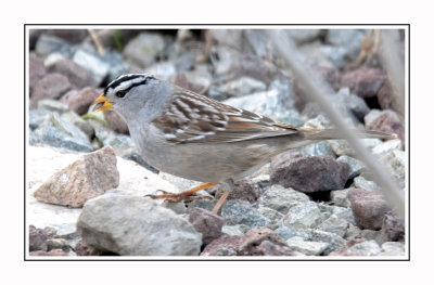 069 15 4 26 White-crowned Sparrow
