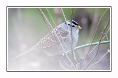 083 15 4 26 White-crowned Sparrow