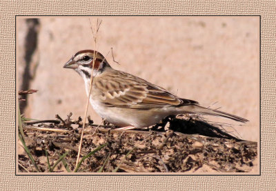 011 15 2 18 Lark Sparrow