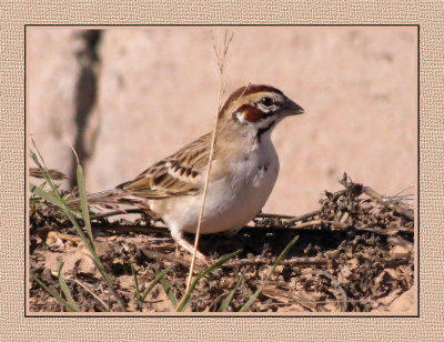 029 15 2 18 Lark Sparrow