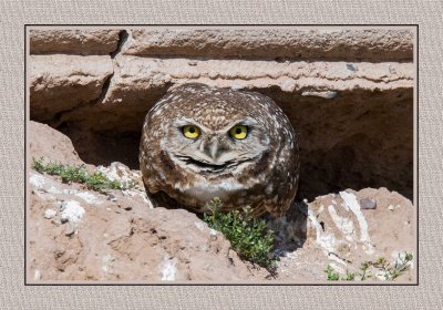 151 15 2 18 Burrowing Owl