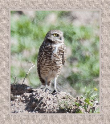 181 15 2 18 Burrowing Owl