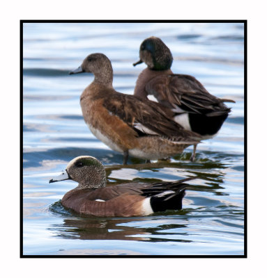 044 15 3 14 American Wigeons