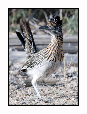 183 15 3 14 Roadrunner