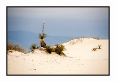 036 15 3 2 White Sands NP