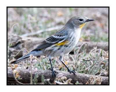 15 10 29 076 Yellow-rumped Warbler