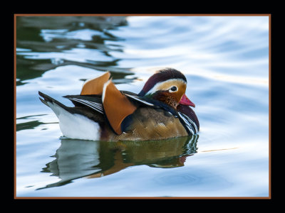 15 11 09 76 Mandarin Duck