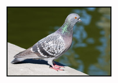 15 11 09 121 Feral Pigeon