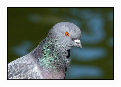 15 11 09 129 Feral Pigeon