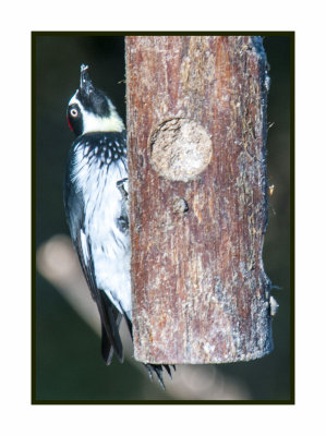 15 11 18 004 Acorn Woodpecker