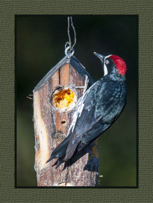 15 11 18 007 Acorn Woodpecker