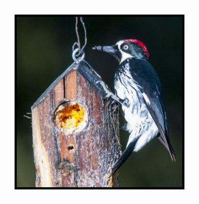 15 11 18 011 Acorn Woodpecker
