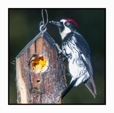 15 11 18 014 Acorn Woodpecker