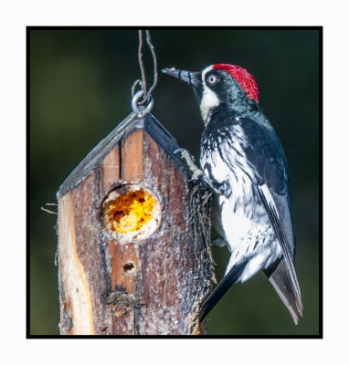 15 11 18 015 Acorn Woodpecker