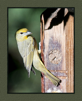 15 11 18 025 Female Hepatic Tanager