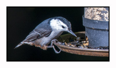 15 11 18 035 White-breasted Nuthatch