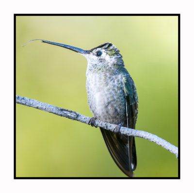 15 11 18 046 Female Magnificent Hummingbird