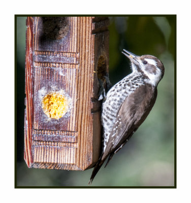 15 11 18 063 Arizona Woodpecker