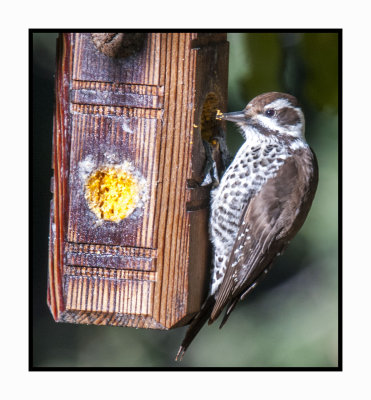 15 11 18 070 Arizona Woodpecker