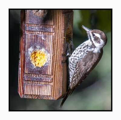 15 11 18 097 Arizona Woodpecker
