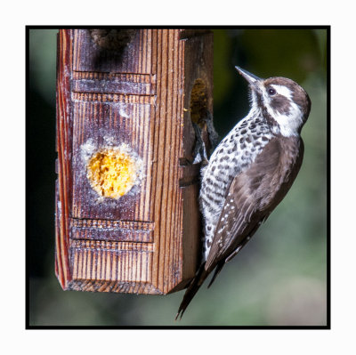 15 11 18 099 Arizona Woodpecker