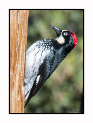 15 11 18 153 Acorn Woodpecker