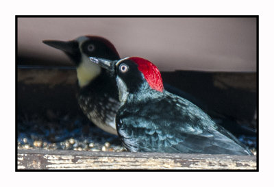 15 11 18 166 Acorn Woodpeckers
