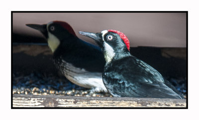 15 11 18 169 Acorn Woodpeckers