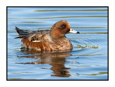 15 11 22 058 Eurasian Wigeon