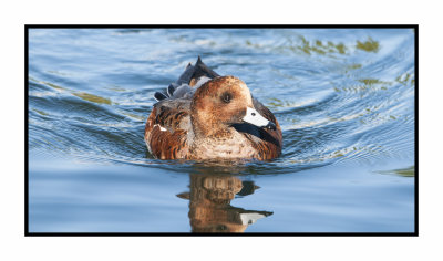15 11 22 070 Eurasian Wigeon