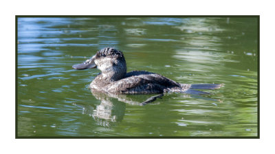 15 11 29 100 Ruddy Duck