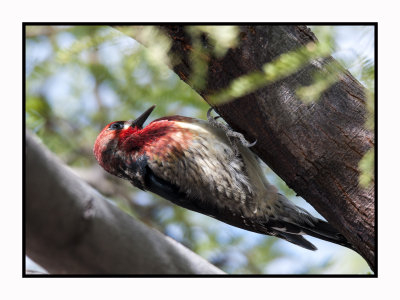 15 11 29 483 Red-breasted Sapsucker