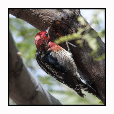 15 11 29 563 Red-breasted Sapsucker