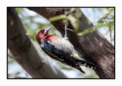 15 11 29 602 Red-breasted Sapsucker