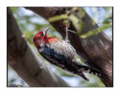 15 11 29 604 Red-breasted Sapsucker