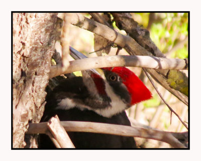 15 12 4 004 Pileated Woodpecker at Sweetwater Tucson AZ