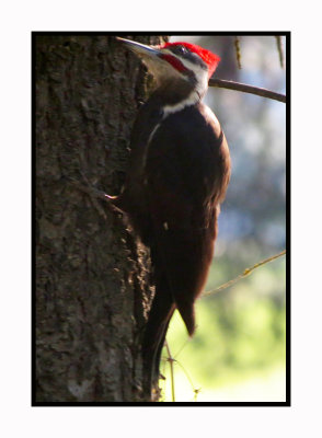 15 12 4 006 Pileated Woodpecker at Sweetwater Tucson AZ