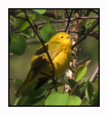 15 12 4 015 Yellow Warbler