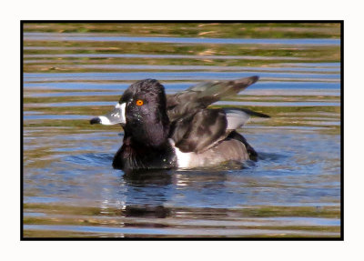 15 12 4 028 Ring-necked Duck at Sweetwater Tucson AZ