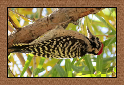 15 12 4 037 Ladder-backed Woodpecker at Sweetwater Tucson AZ
