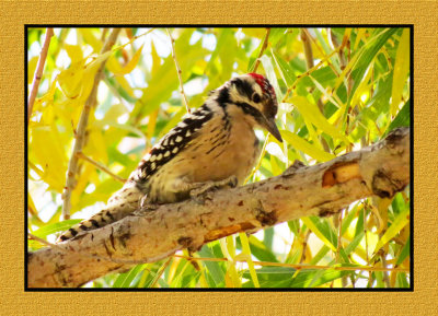 15 12 4 049 Ladder-backed Woodpecker at Sweetwater Tucson AZ
