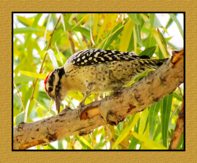 15 12 4 053 Ladder-backed Woodpecker at Sweetwater Tucson AZ